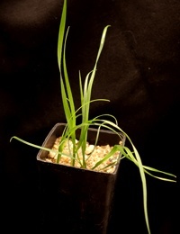 Silvertop Wallaby-grass (previously known as Chionochloa pallida now known as Rytidosperma pallidum) two month seedling image.