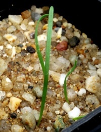 Silvertop Wallaby-grass (previously known as Chionochloa pallida now known as Rytidosperma pallidum) germination seedling image.