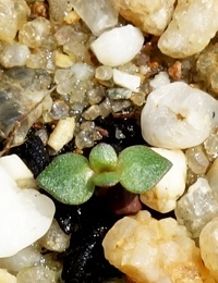 Green Rush germination seedling image.