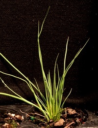 Broom Rush four months seedling image.