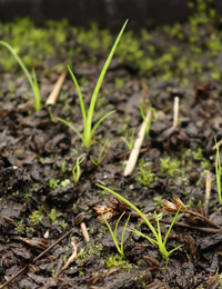 Joint-leaf Rush two month seedling image.