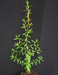 White Tea-Tree, Burgan six months seedling image.