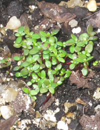 White Tea-Tree, Burgan germination seedling image.