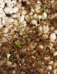 Scaly Buttons germination seedling image.