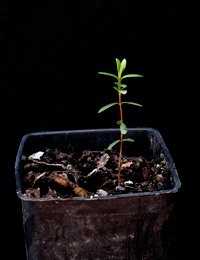 Woolly Tea-tree two month seedling image.