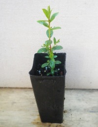 Woolly Tea-tree four months seedling image.