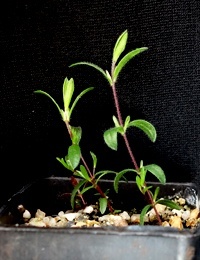 Heath Tea-tree two month seedling image.