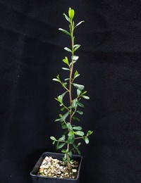 River Tea-Tree six months seedling image.