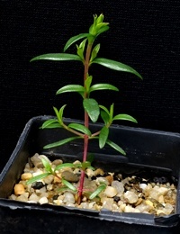 Manuka, Broom Tea-tree two month seedling image.