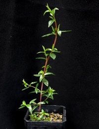 Manuka, Broom Tea-tree four months seedling image.