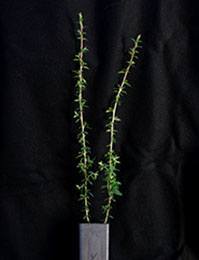 Manuka, Broom Tea-tree six months seedling image.