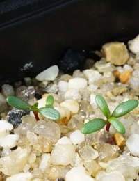 Manuka, Broom Tea-tree germination seedling image.