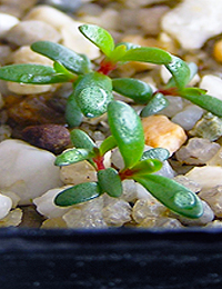 Prickly Tea-tree germination seedling image.