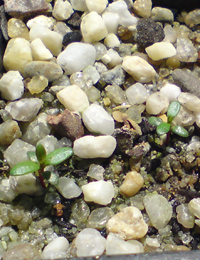 Woolly Tea-tree germination seedling image.