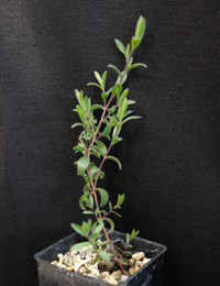 Heath Tea-tree six months seedling image.