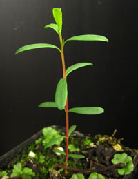 River Tea-Tree four months seedling image.