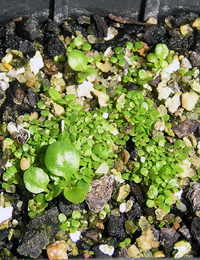 Angled Lobelia germination seedling image.