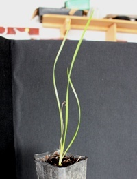 Spiny mat rush six months seedling image.