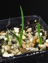 Spiny mat rush germination seedling image.