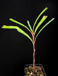 Long-leaf Lomatia four months seedling image.