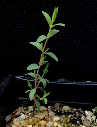 Totem-poles, Cross-leaf Honey-myrtle two month seedling image.