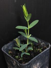 Swamp Paperbark, Swamp Tea-tree two month seedling image.