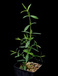 Swamp Paperbark, Swamp Tea-tree four months seedling image.