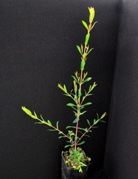 Swamp Paperbark, Swamp Tea-tree six months seedling image.