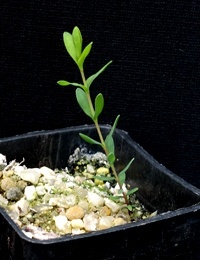 Slender Honey-myrtle two month seedling image.