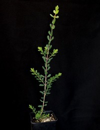 Slender Honey-myrtle four months seedling image.