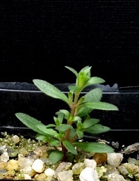 Moonah, Black Paperbark, Dryland Tea-tree two month seedling image.