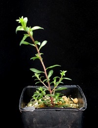 Moonah, Black Paperbark, Dryland Tea-tree four months seedling image.