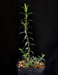 Violet Honey-myrtle four months seedling image.