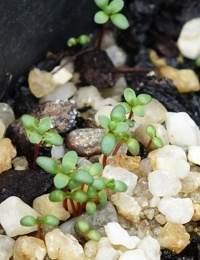 Violet Honey-myrtle germination seedling image.