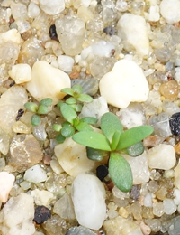 Swamp Paperbark, Swamp Tea-tree germination seedling image.