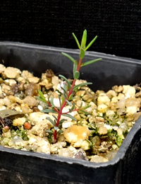 Mallee Honey-myrtle<br /></noscript>(previously known as M. neglecta) two month seedling image.