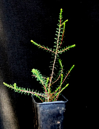 Mallee Honey-myrtle<br /></noscript>(previously known as M. neglecta) six months seedling image.