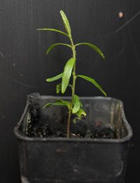 Tree Violet (previously Hymenanthera dentata) two month seedling image.