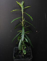 Tree Violet (previously Hymenanthera dentata) four months seedling image.