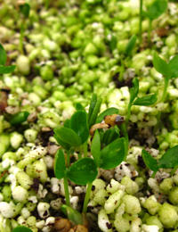 Tree Violet (previously Hymenanthera dentata) germination seedling image.