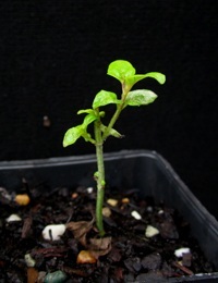 River Mint four months seedling image.