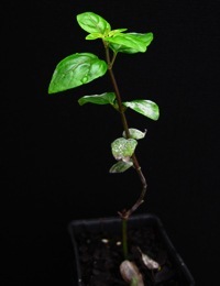 River Mint six months seedling image.