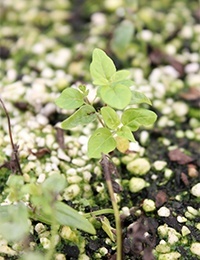 River Mint two month seedling image.