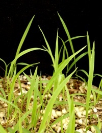 Weeping Grass two month seedling image.