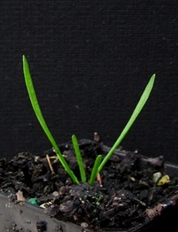 Yam Daisy, Native Dandelion two month seedling image.