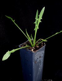 Yam Daisy, Native Dandelion four months seedling image.