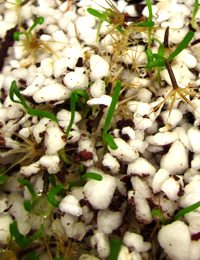 Yam Daisy, Native Dandelion germination seedling image.