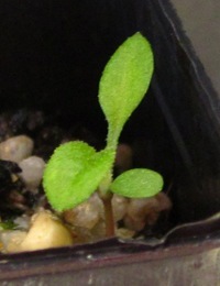 Snow Daisy-bush two month seedling image.