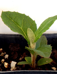 Musk Daisy-bush two month seedling image.