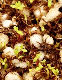 Tree Everlasting germination seedling image.